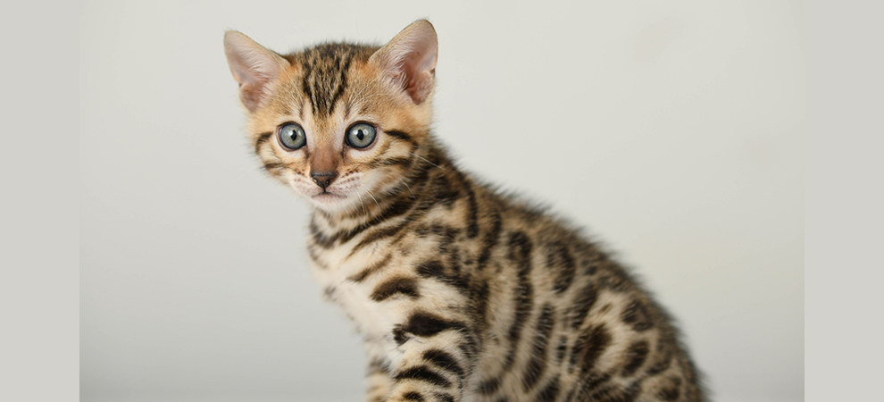 Bengal kitten for sale